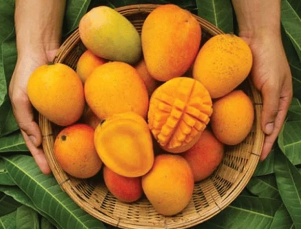 Mango