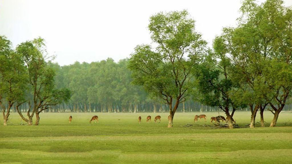 নিঝুম দ্বীপ